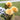 Outdoor Artificial Plants