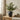 Olive tree in a dark ceramic vase on a wooden side table