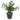 Artificial olive tree with green leaves in a black ceramic vase