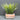 Lifelike Green Fern in Modern Cement Pot