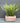 Lifelike Green Fern in Modern Cement Pot