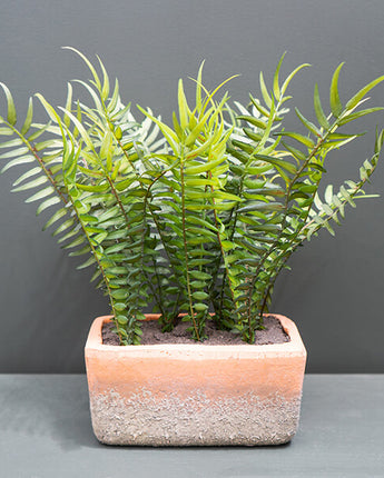 Lifelike Green Fern in Modern Cement Pot