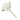 Single White Hydrangea Blossom