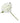 Single White Hydrangea Blossom