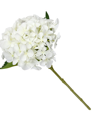 Single White Hydrangea Blossom