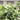 Lush Lifelike Green Eucalyptus Delight with Seven Heads