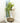 Modern Greenery: Lifelike Fern Succulent in a Clear Glass Fishbowl