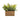 Lifelike Timeless Tranquility Green Fern in Beige Seagrass Woven Basket