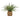 Green Artificial Fern Plant in a Beige Seagrass Woven Basket