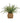 Green Artificial Fern Plant in a Beige Seagrass Woven Basket