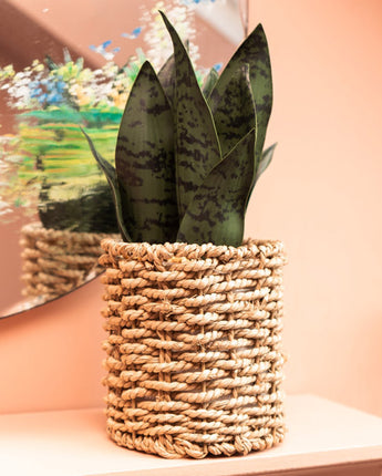 Lifelike Evergreen Faux Aloe Vera Plant in Stylish Seagrass Basket