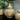 Exquisite Large Gold Lantern with Intricate Detailing
