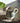 Tankard Mug Mediterranean Lemons Green