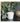 Wide Mug Nautical Dashes Grey