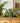 Exotic Green Parrot Ball Bookends