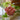 Paradise Flower Terracotta Tealight Holder