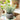 Small potted plant on a table with a blurred background