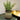Potted plant on a surface with a blurred background