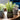 Three potted plants on a wooden surface with a blurred background