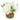 White roses arrangement in a woven basket planter with green foliage