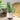 Radiant Lifelike Aloe Vera in Chic White Pot