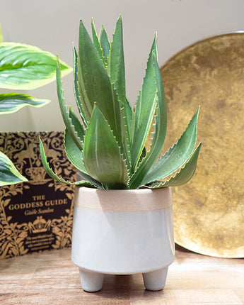 Radiant Lifelike Aloe Vera in Chic White Pot