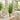 Potted plant on a table in a bright room with large windows