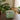 Green textured glass candle on a wooden table with plants in the background