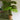 Lifelike Green Leaves in Elegant Beige Wicker Pot