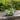 Green Artificial Succulent Plant in a Black Round Iron Pot