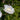 Elegant Lifelike Cream Open Rose with a Single Graceful Green Stem