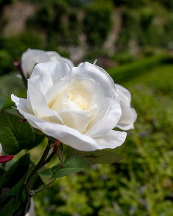 Elegant Lifelike Cream Open Rose with a Single Graceful Green Stem