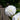 White Lifelike Faux Dahlia Flower