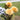 Ochre Likelike Faux Dahlia Flower