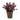 Compact eucalyptus plant in a rustic brown pot isolated on a clean white background