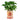 Potted tomato plant in a can with 'Farm Fresh Tomatoes' label on a white background.