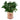 Potted tomato plant in a can with 'Tomatoes' label on a white background.