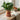 Potted tomato plant in a decorative can on a wooden surface with tomatoes in the background.