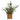 Indoor olive tree UK in square wicker basket on white background.