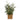 Side view of indoor olive tree UK in wicker basket on white background.