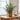 Indoor olive tree UK in square basket on tabletop next to jug, bowl and book.