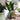 Lifelike Tall Green Strelitzia in Sleek Black Pot