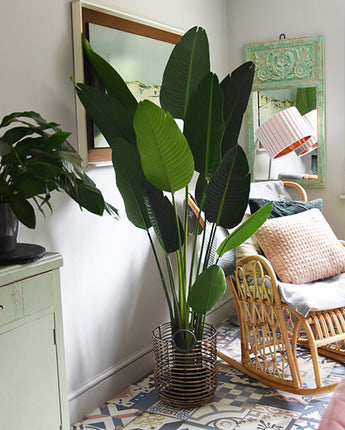 Lifelike Tall Green Strelitzia in Sleek Black Pot