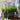 Lavender and Onion Grass Ensemble in Rustic Wooden Box