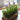 Lavender and Onion Grass Ensemble in Rustic Wooden Box