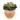 Types of succulents UK: side view of green succulent in terracotta pot