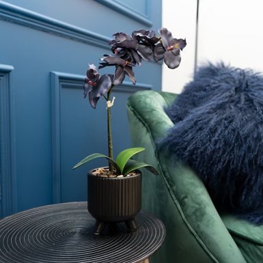 Matt Black Orchid in Ceramic Footed Pot- 42cm 