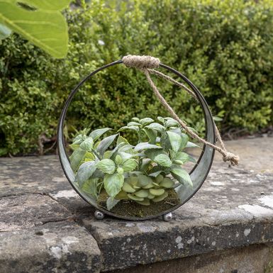 Succulent in Round Iron Pot