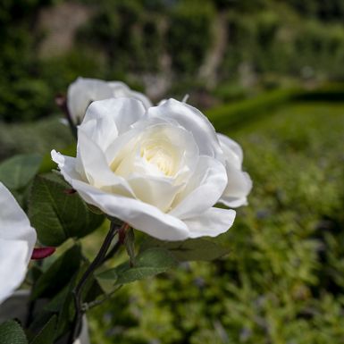 Cream Open Rose - Single Stem