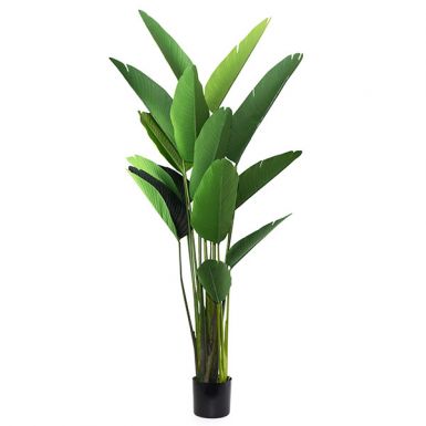 Tall Strelitzia Plant With Pot